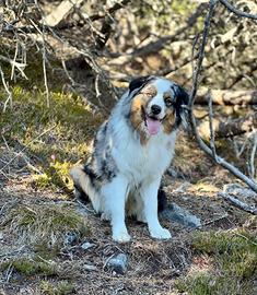 Cuccioli Australian Shepherd (Aussie)