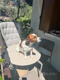 Jack Russel con Pedigree per accoppiamento