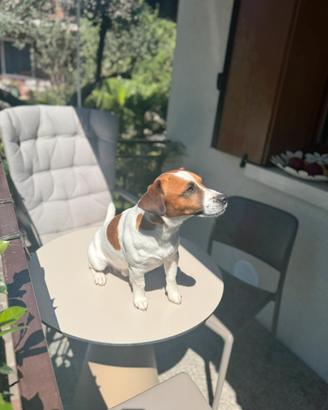 Jack Russel con Pedigree per accoppiamento