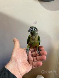 Piccolo pappagallo allevato a mano
