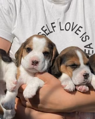 Cuccioli Beagle piccole dolcezze