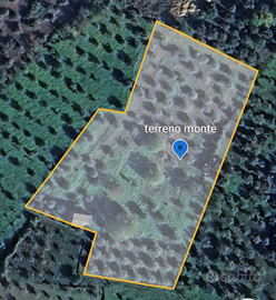 Terreno più fabbricato