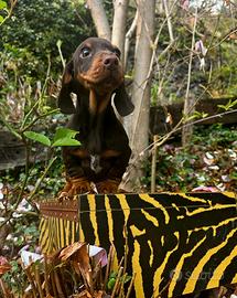 Cuccioli bassotto PEDIGREE ALLEVAMENTO ENCI fci