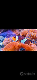 Acquario Marino tropicale completo