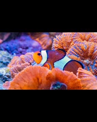 Acquario Marino tropicale completo