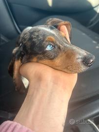 Bassotto kaninchen arlecchino femmina