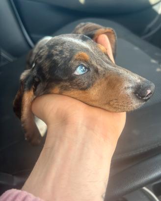 Bassotto kaninchen arlecchino femmina