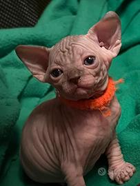Sphynx
