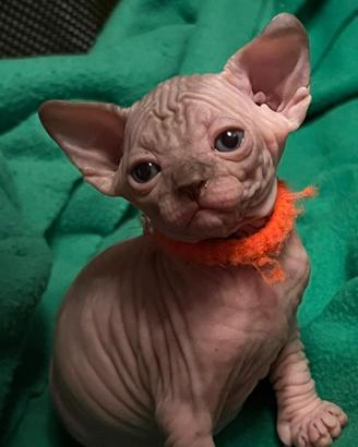 Sphynx