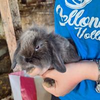 Coniglietti nani ariete