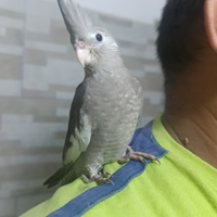 Calopsite Allevato a mano