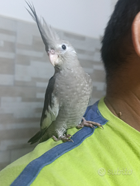 Calopsite Allevato a mano