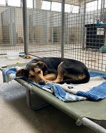 Cucciolona mix german pinscher in adozione