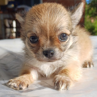 Chihuahua cucciolo pelo lungo