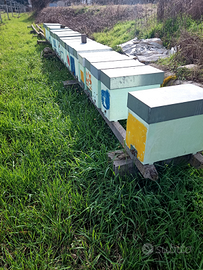 Nuclei e famiglie di api