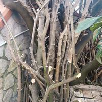 Tronchi per legna da ardere