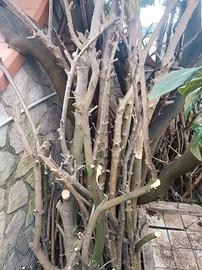 Tronchi per legna da ardere