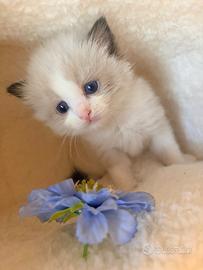 Cuccioli ragdoll con pedigree
