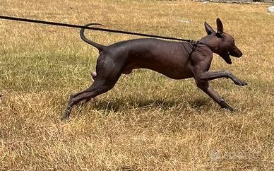 Xoloitzcuintle (Cane Nudo Messicano) - maschio ENC