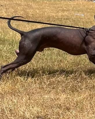 Xoloitzcuintle (Cane Nudo Messicano) - maschio ENC
