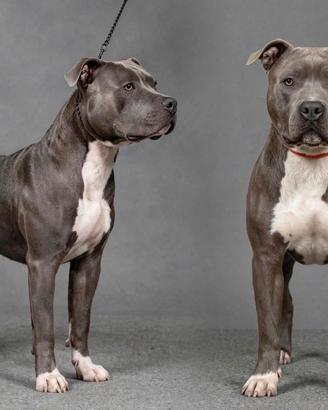 Amstaff Blu disponibile per monta