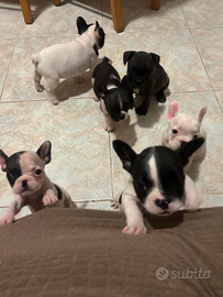 Vendi bulldog francese