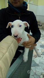 Bull terrier Athena