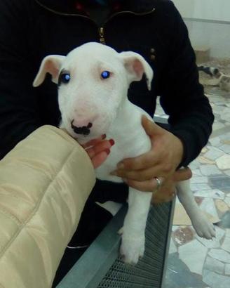 Bull terrier Athena