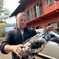 Galli da combattimento