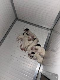 Cuccioli setter inglese