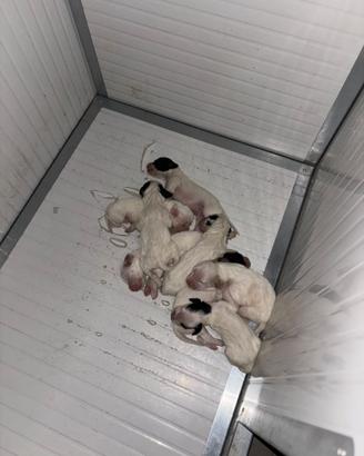 Cuccioli setter inglese