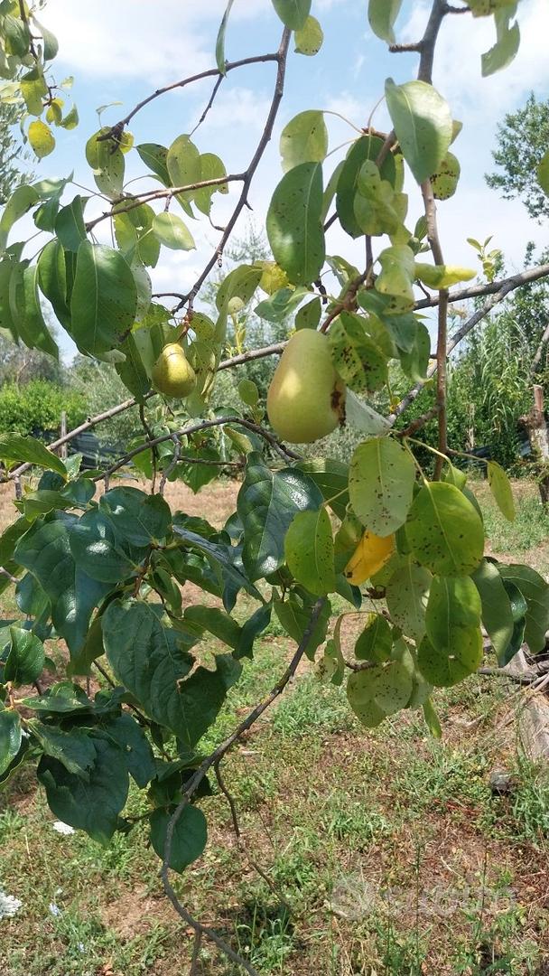 Terreno agricolo di 2.000 m² - Vista 4