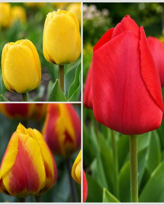 30 bulbi di tulipani alti ibridi di Darwin