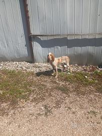 Bracco italiano biancoarancio