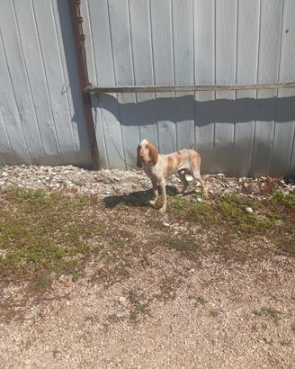 Bracco italiano biancoarancio