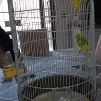 Gabbia per uccelli o pappagalli