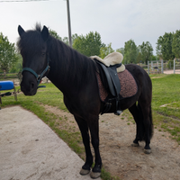Cavallo di monterufoli
