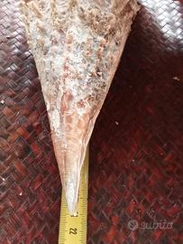 conchiglia bivalva gigante Mediterraneo 