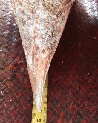 conchiglia bivalva gigante Mediterraneo 