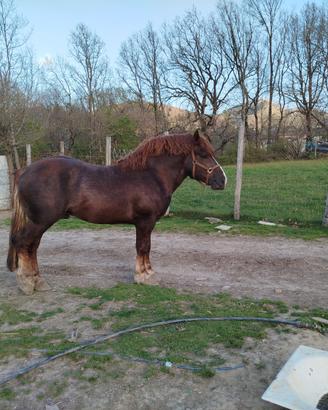 Stallone tpr