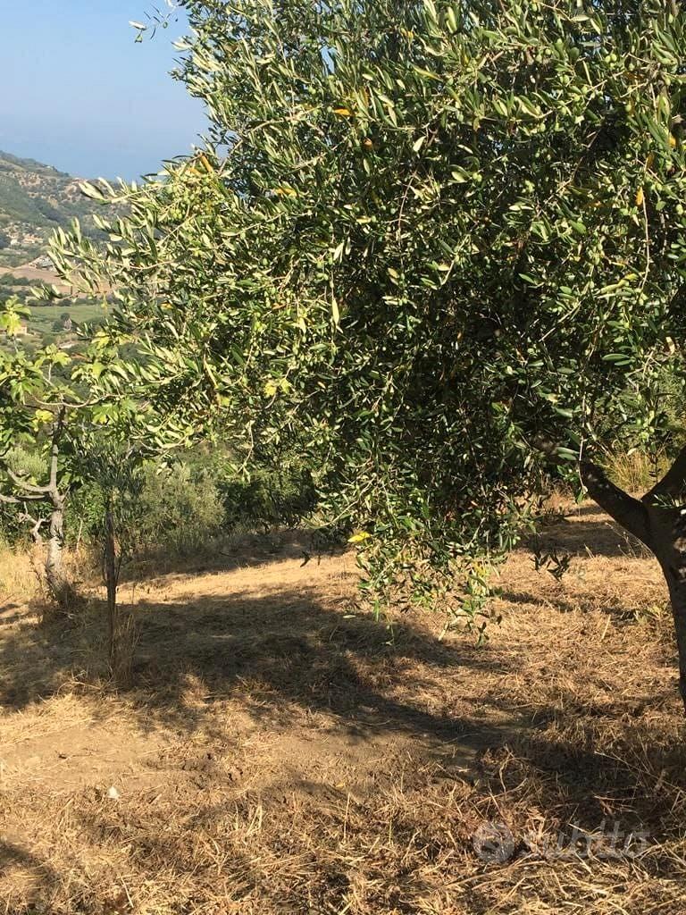 Terreno Ogliastro Cilento - Vista 5