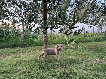 Cuccioli weimaraner