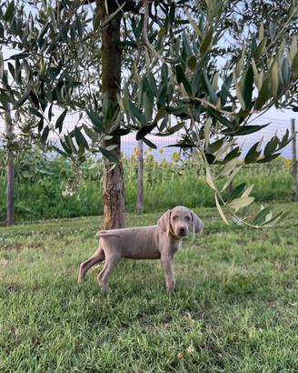 Cuccioli weimaraner