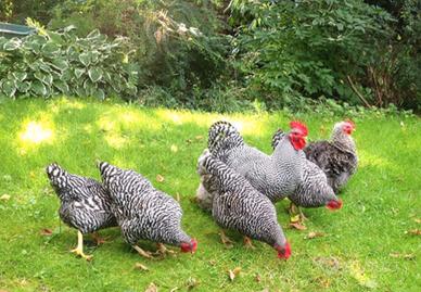 Galli e galline di varie razze