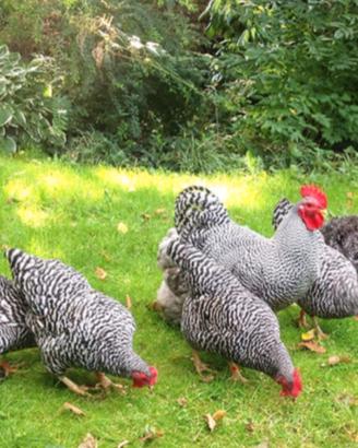 Galli, galline e pulcini di varie razze