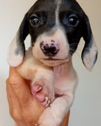 Bassotto cuccioli piebald