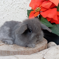 Conigli nani ariete del natale