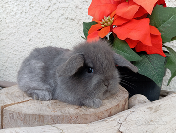 Conigli nani ariete del natale