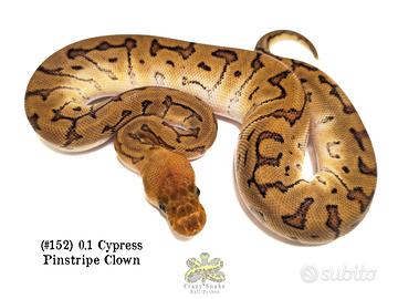 Baby Pitone Reale cb2026 Morph vari