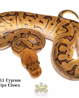 Baby Pitone Reale cb2026 Morph vari
